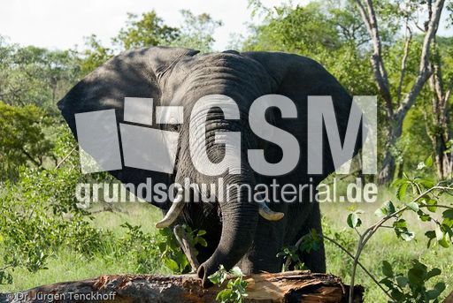 Afrikanischer Elefant (64 von 131).jpg